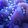 Mystery Fish
