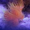 CoralB