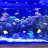 roostersreef