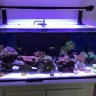 CLFishies