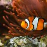 fishlover95