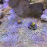 JaydenCoral