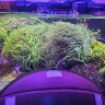 PGO Corals