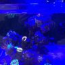 reefsaver