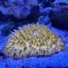 VanDalsenReef