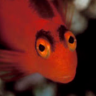 Reef171