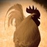 Clucker Black
