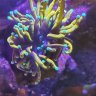 FLnanoreef