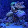 jacksonsreef