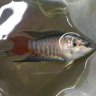 macropodus