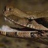 Nevadensis