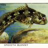 strawberryfish
