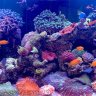Reza’s Mixed_Reef