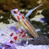 gobber