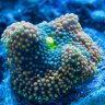 FusionCorals