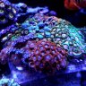 Rickstersreef