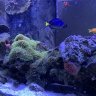 reefer602