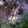 caribbean reefing