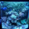 Joshs_aquaticsw