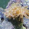 Saltwater_newbie