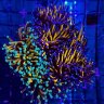 reefsean