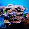Coral-Mania