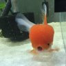 saltygoldfish