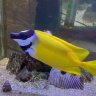 Nemo&Friends
