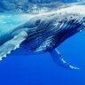 newreef1