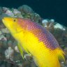 jkcoral