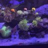 danjasreef
