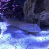 KeepSwimming