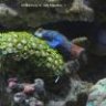 Apollo Reef LED