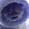 ReefGuy1234