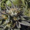 UnrealReefer