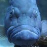 VisibleClownage