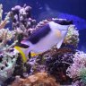 OG Reef Tanks