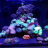 Borgan weekend reef