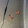 Ganny’s Aquarium