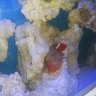 Roc'sReef305