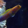 jawfish1