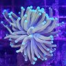 ReefVN78