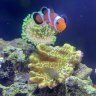 Im A ReefSmith