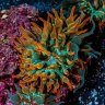 tank2reef