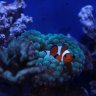 savosreef