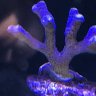 San Diego Reef Fan
