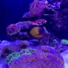 jlm’s reef