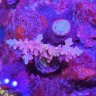 NickyReefs