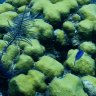 Lineatus