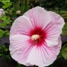coral_joe